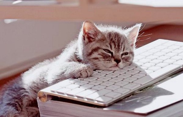 bored-cat_work-600x384.jpg